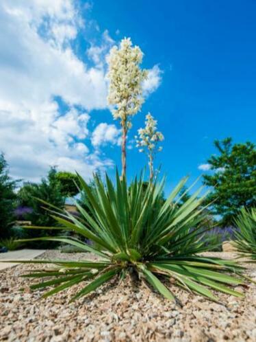 Yucca filamentosa - Palmlelie voor in de tuin 1m hoog