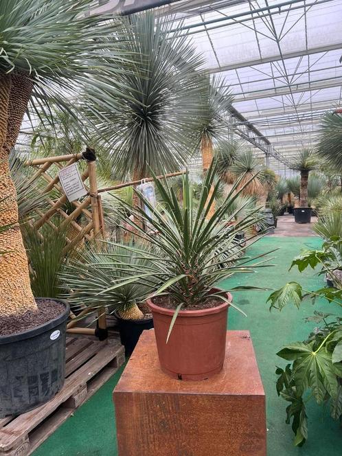 Yucca filifera 50-60 cm I Ons tuincentrum 1eamp2e Paasdag open