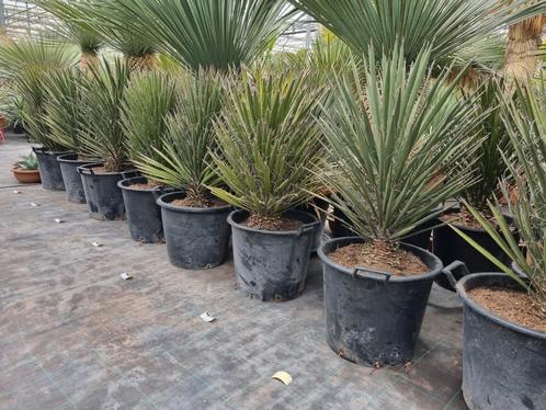Yucca filifera 60-80 cm I Prachtplanten I Nu actieweek 