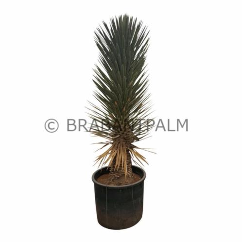 Yucca filifera australis SUPER AANBIEDING ZATERDAG 12 MEI 