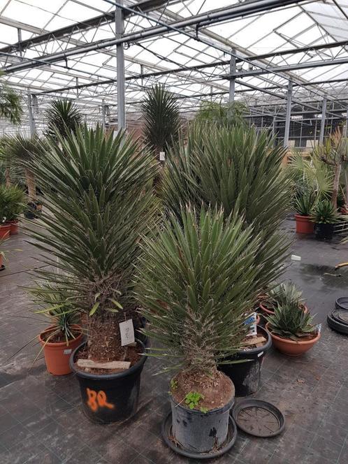 Yucca filifera I Alle afmetingen I 10 Korting I Brabantpalm