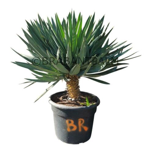 YUCCA GLORIOSA 034LONE STAR034 Diverse afmetingen op voorraad.