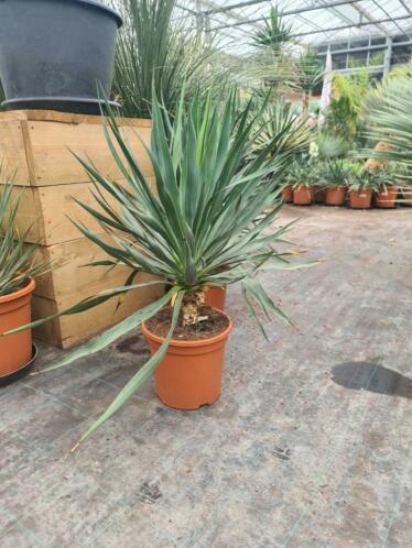 Yucca gloriosa I Zeer winterhard I AANBIEDING EINDE SEIZOEN