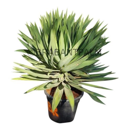 Yucca gloriosa Lone star nu met 20 korting  