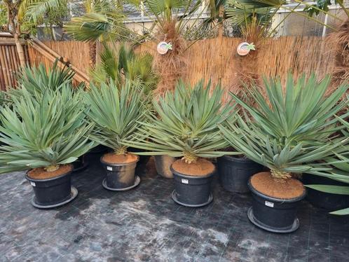 Yucca gloriosa quotLone Starquot ALLE AFMETINGEN OP VOORRAAD