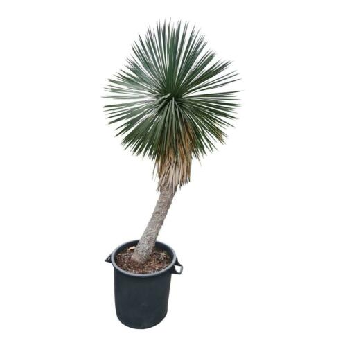 Yucca linearifolia, prachtexemplaren volledig doorworteld.