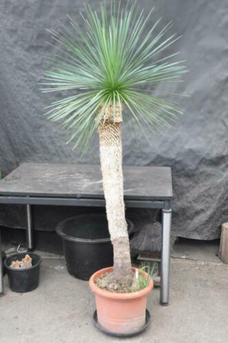 Yucca linearifolia ssp. Saltillo 22, 170 cm, stam 115 cm