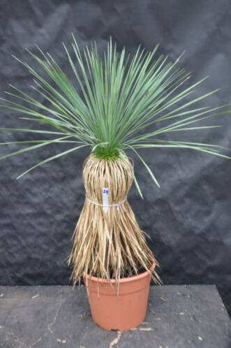 Yucca linearifolia ssp. Saltillo 24, 90 cm, stam 45 cm