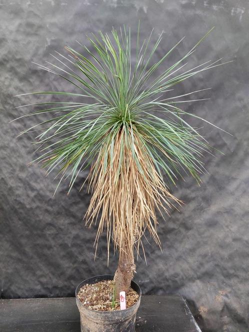 Yucca linearifoliassp. Galeana 43, 90 cm, stam 55 cm