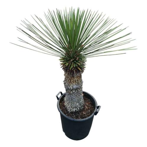 Yucca queretaroensis x filifera     EXCLUSIEF 