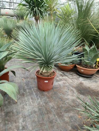 Yucca rostrata 034SUPERIOR034 Topkwaliteit I Exclusief.