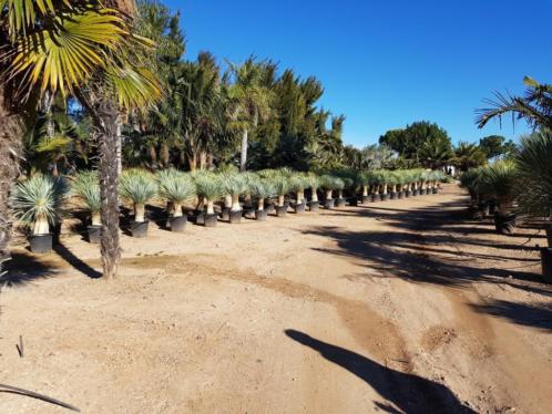 Yucca rostrata 110 cm. Noord Spaanse topkwaliteit. 