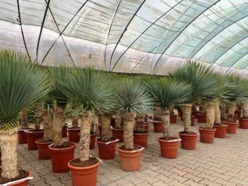 Yucca rostrata 120140 cm totale hoogte incl. pot te koop