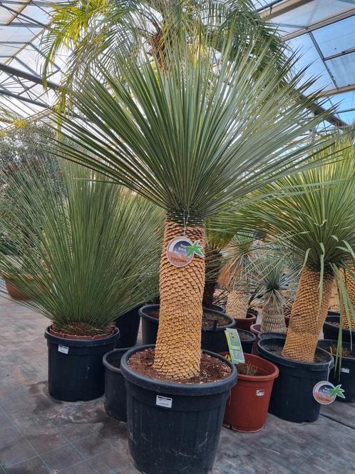 Yucca rostrata  150-160 cm  Aanbieding ZONDAG 17 MAART