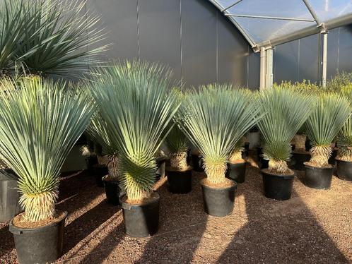 Yucca rostrata 3040 cm stamhoogte te koop