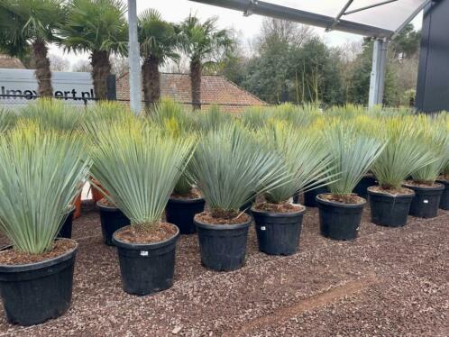 Yucca rostrata 6080 cm planthoogte te koop.