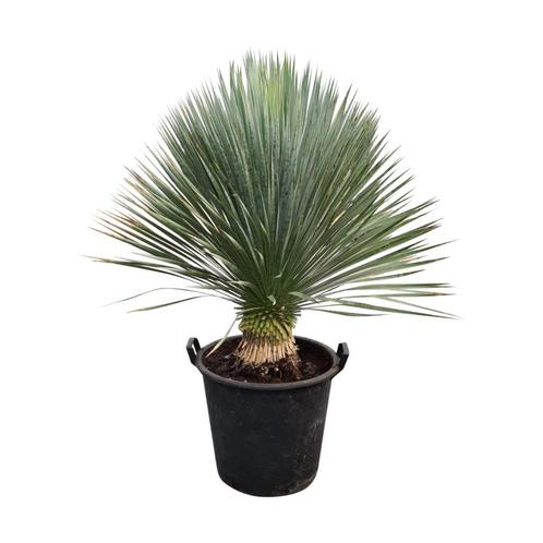 Yucca rostrata AAA kwaliteit  ALLE AFMETINGEN.  10 KORTING