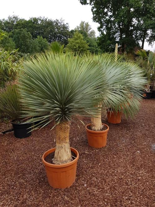 Yucca rostrata AAA kwaliteit  Thuisbezorgen mogelijk