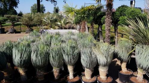 Yucca rostrata, absolute topkwaliteit 