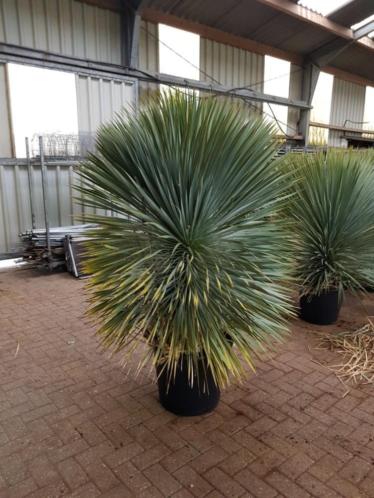 Yucca rostrata, Brabantpalm huismerk. 