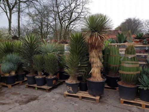 Yucca rostrata hidra multihead  XXL exemplaar