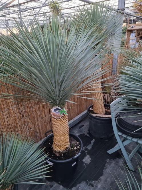 Yucca rostrata in diverse afmetingen KONINGSDAG GEOPEND 