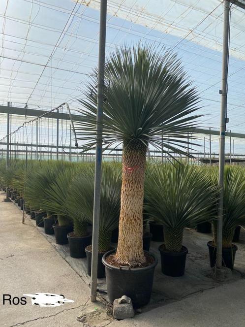 Yucca rostrata in diverse afmetingen. ZEER ONDERHOUDSARM
