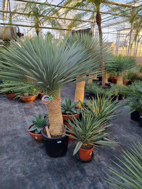 Yucca rostrata  Linearifolia  Gloriosa. MEGA ASSORTIMENT