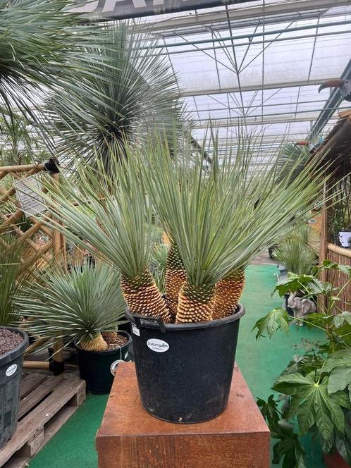 Yucca rostrata met 4 stammen  Unieke plant  Kwaliteit