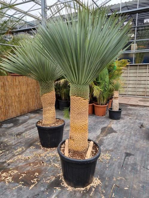Yucca rostrata - mooi gelijkmatig 165 cm.