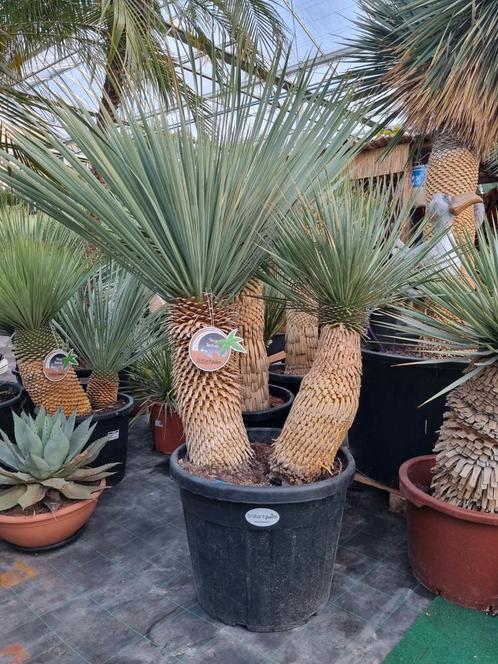 Yucca rostrata - Multitrunc - 110 cm planthoogte - Kwaliteit