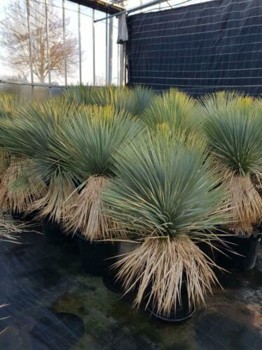 Yucca rostrata, online bestellen, snel bezorgd door Benelux