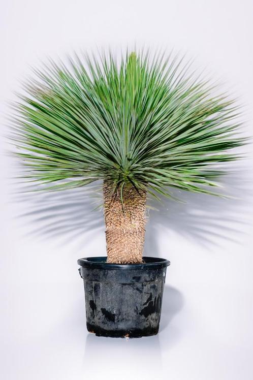 Yucca rostrata Palmlelie