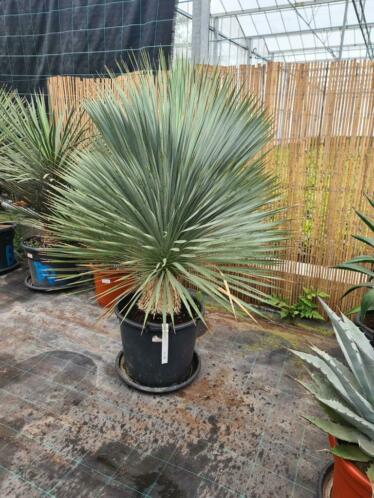 Yucca rostrata planthoogte 110-120 cm TOPKWALITEIT.