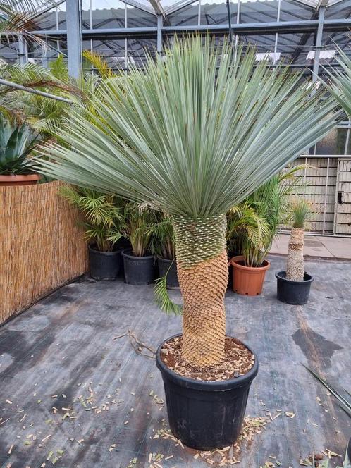 Yucca rostrata - prachtige plant ca 160 cm hoogte.