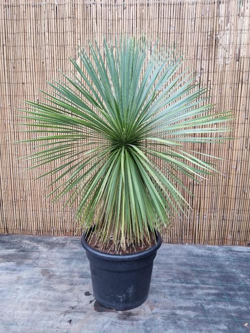 Yucca rostrata quotBlue Swanquot   Prachtplant, ongeknipt