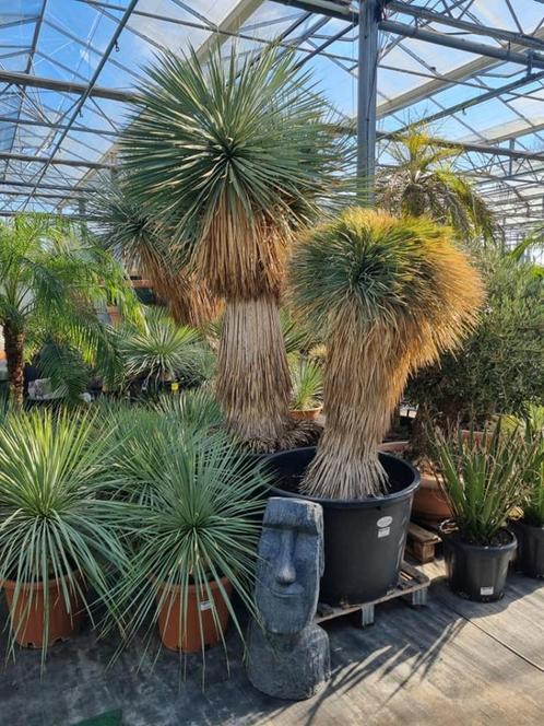 Yucca rostrata quotCrestata   UNIEKE PLANT