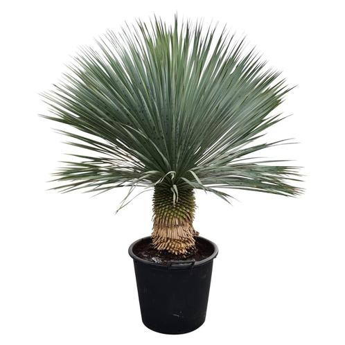 Yucca rostrata quotSuperiorquot  110-120 cm planthoogte