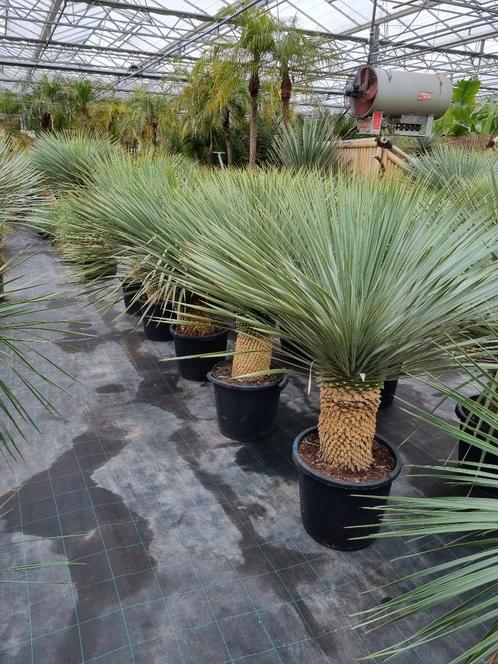 Yucca rostrata quotSuperiorquot  120-130 cm planthoogte