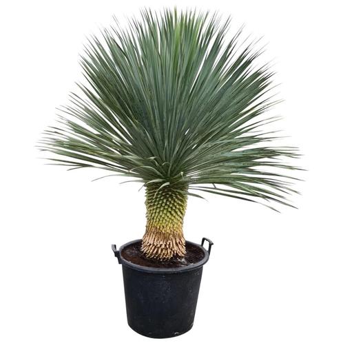Yucca rostrata quotSuperiorquot  120-130 cm planthoogte
