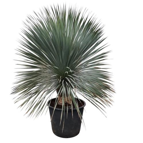 Yucca rostrata quotSuperiorquot 130-140 cm planthoogte