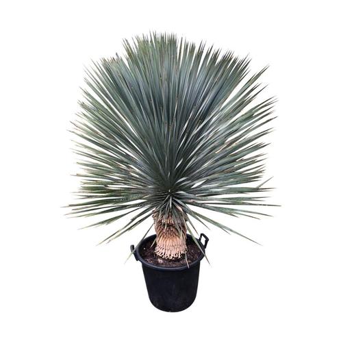 Yucca rostrata quotSuperiorquot  140-150 cm planthoogte