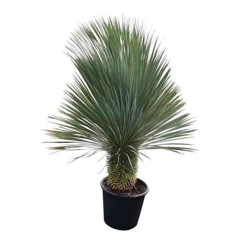 Yucca rostrata quotSuperiorquot 150-160 cm  ONZE WINKEL IS OPEN