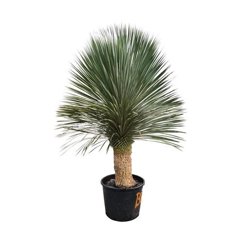 Yucca rostrata quotSuperiorquot 170-180 cm planthoogte