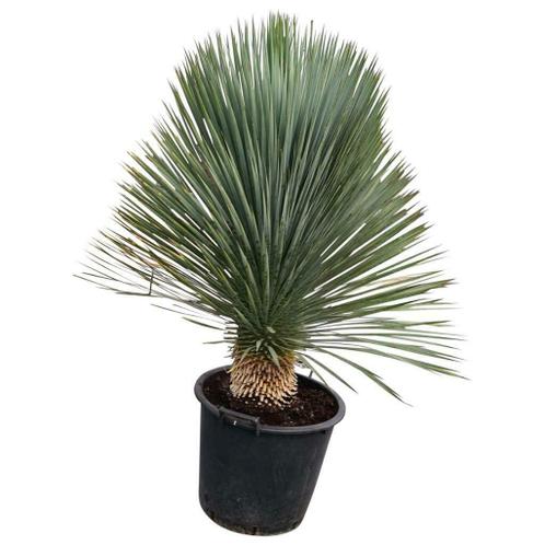 Yucca rostrata quotSuperiorquot onbetwiste AAA kwaliteit