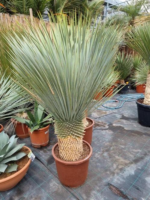 Yucca rostrata - robuuste plant 120 cm hoog met dikke stam