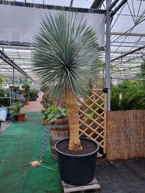 Yucca rostrata Superior XXL 250-275 cm - GRATIS BEZORGING 