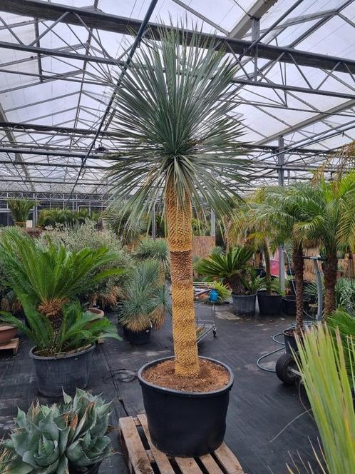 Yucca rostrata Superior XXL 275-300 cm