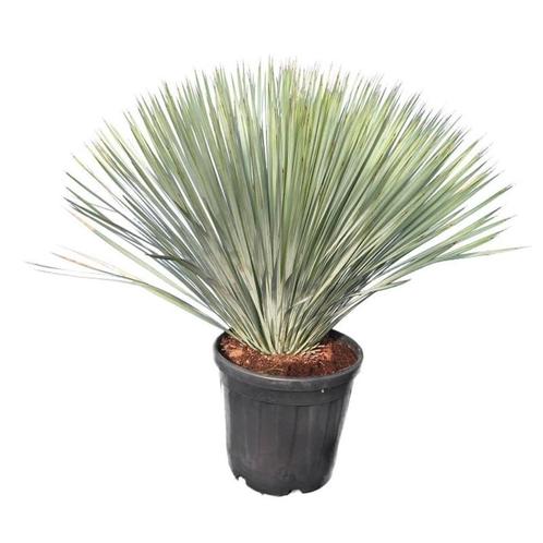 Yucca rostrata - Volledig winterhard - gemakkelijke zorg
