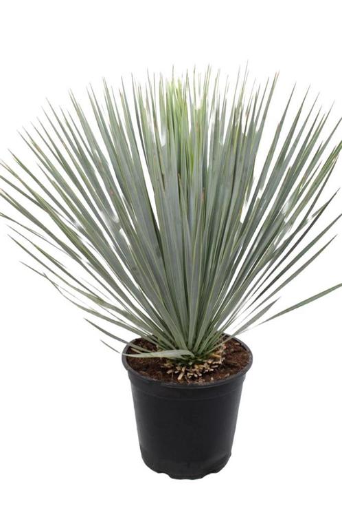 Yucca  Rostrata  Winterhard tot -18